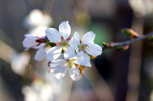 Cormier_spring_flowers040913_IMG_1476watermarked