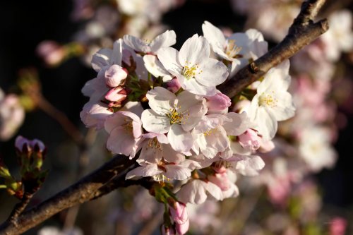 Cormier_spring_flowers040913_IMG_1484watermarked