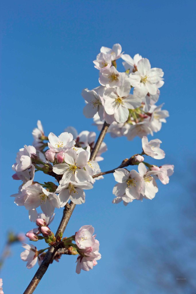 Cormier_spring_flowers040913_IMG_1485watermarked