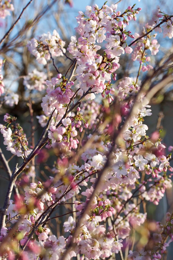 Cormier_spring_flowers040913_IMG_1496watermarked