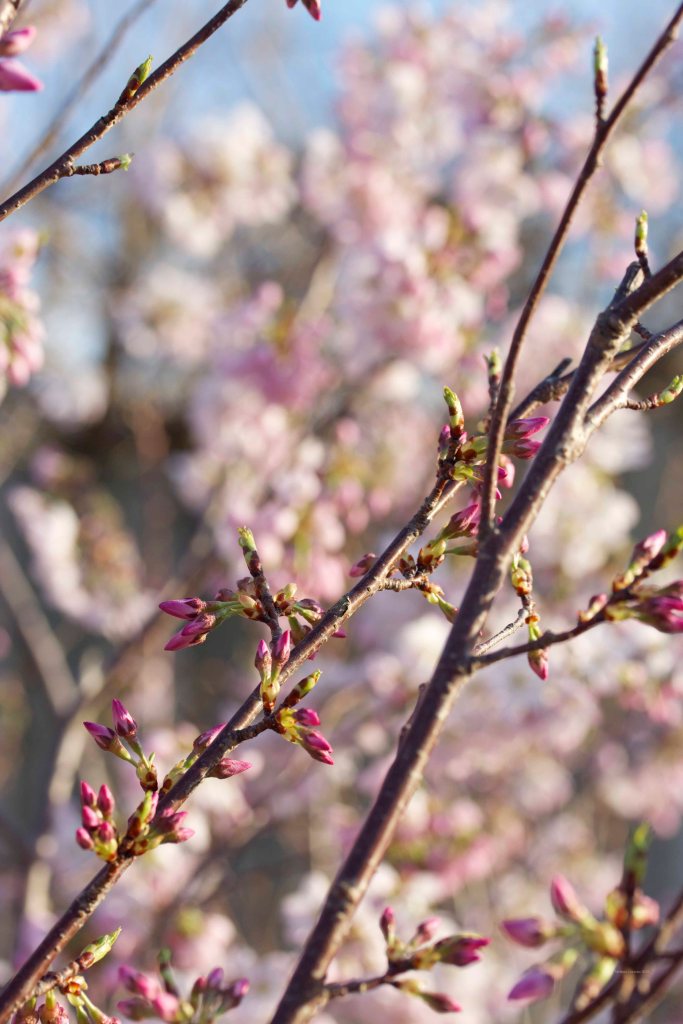 Cormier_spring_flowers040913_IMG_1497watermarked