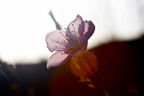 Cormier_spring_flowers040913_IMG_1518watermarked