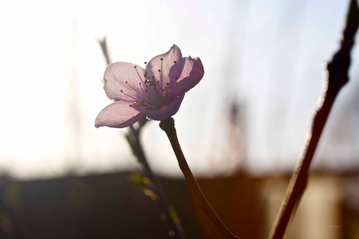 Cormier_spring_flowers040913_IMG_1521watermarked