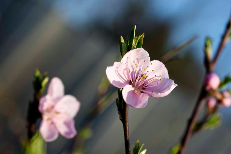 Cormier_spring_flowers040913_IMG_1530watermarked