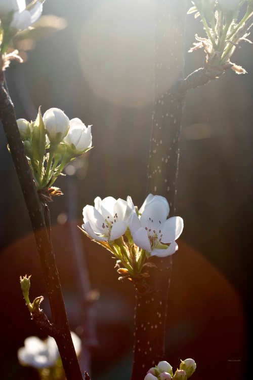 Cormier_spring_flowers040913_IMG_1537watermarked