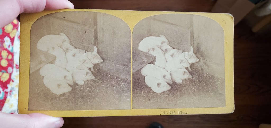 stereoscope image on a card of a family of pigs