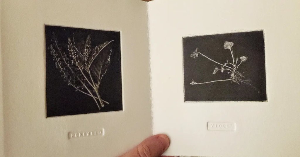 Black and white engraved images of pokeweed and violets