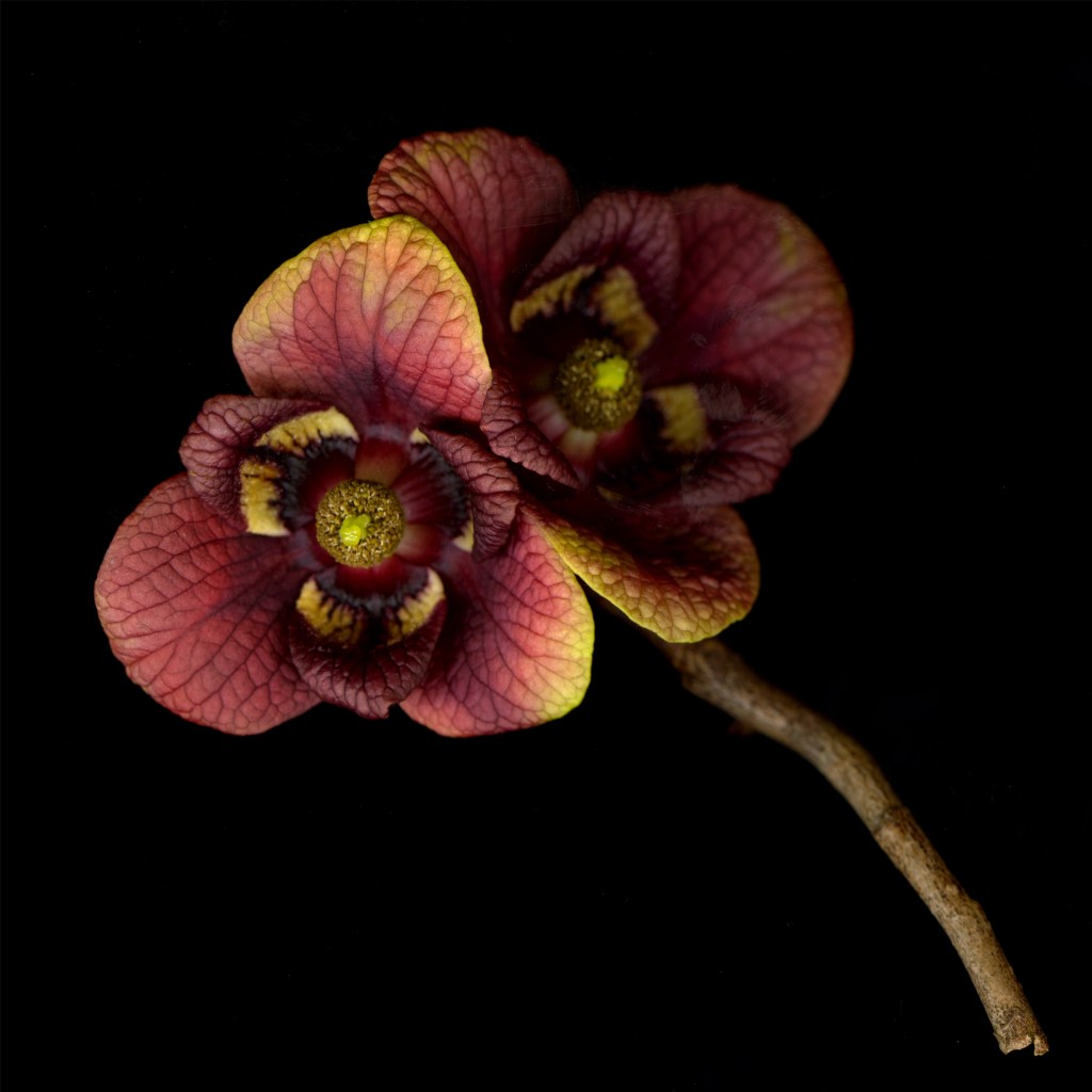 two pawpaw blossoms of dark reddish brown with green centers with 6 petals each are on a wooden stem